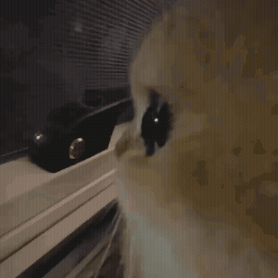A Close Up Of A Cat 'S Eyes With A Black Object In The Background GIF