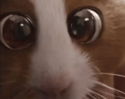 A Close Up Of A Cat 'S Eyes With A Very Large Pupil . GIF