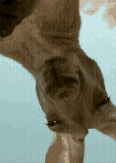 A Close Up Of A Cat 'S Face Against A Blue Sky GIF