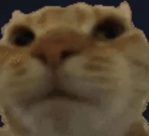 A Close Up Of A Cat 'S Face Against A Dark Blue Background . GIF