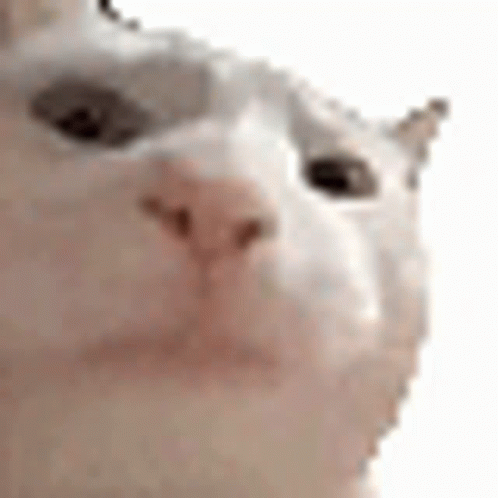 A Close Up Of A Cat 'S Face Against A White Background . GIF