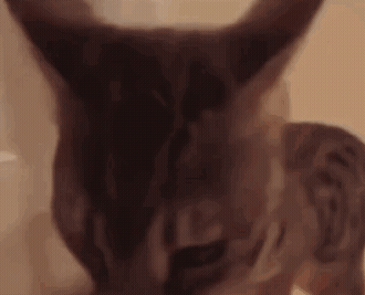 A Close Up Of A Cat 'S Face And Ears . GIF