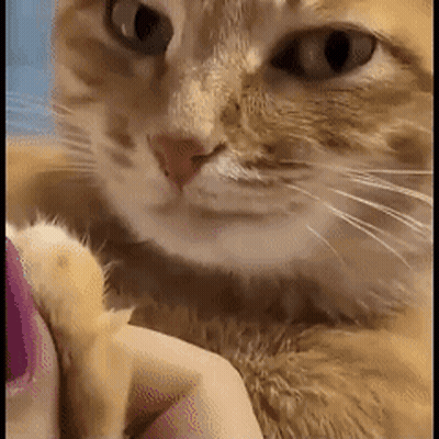 A Close Up Of A Cat 'S Face And Paw Being Held By A Person . GIF