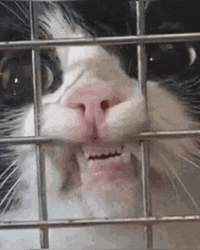 A Close Up Of A Cat 'S Face Behind Bars . GIF