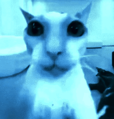 A Close Up Of A Cat 'S Face In A Blue Background GIF