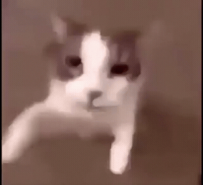 A Close Up Of A Cat 'S Face In A Blurry Photo . GIF