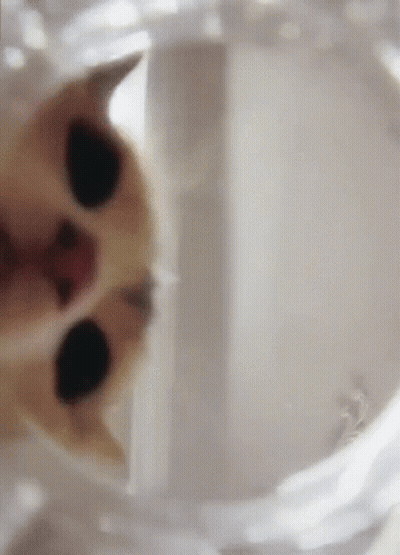 A Close Up Of A Cat 'S Face In A Clear Plastic Bag GIF