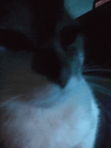 A Close Up Of A Cat 'S Face In A Dark Room With A Phone In The Background GIF