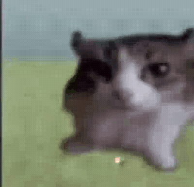 A Close Up Of A Cat 'S Face In A Field . GIF