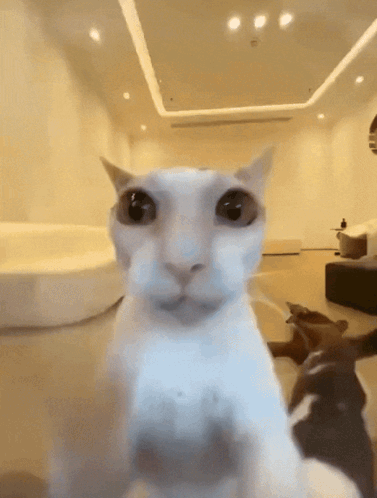 A Close Up Of A Cat 'S Face In A Living Room GIF