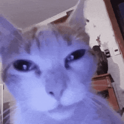 a close up of a cat 's face in a living room .