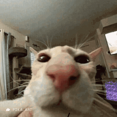 A Close Up Of A Cat 'S Face In A Living Room Taken By Pika Art GIF