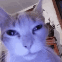 A Close Up Of A Cat 'S Face In A Living Room With A Purple Background . GIF
