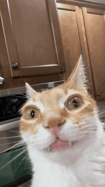 A Close Up Of A Cat 'S Face In Front Of A Microwave That Says 10:08 GIF