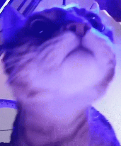 A Close Up Of A Cat 'S Face In Front Of A Purple Light . GIF