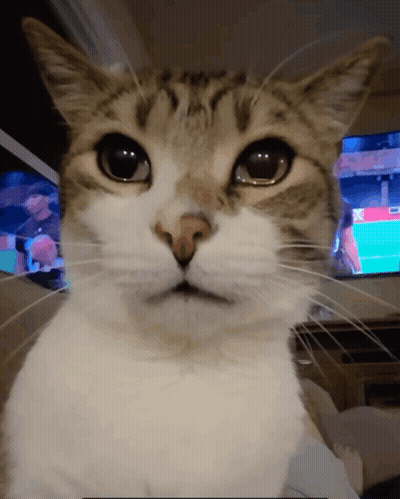 A Close Up Of A Cat 'S Face In Front Of A Tv GIF