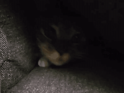 A Close Up Of A Cat 'S Face In The Dark GIF