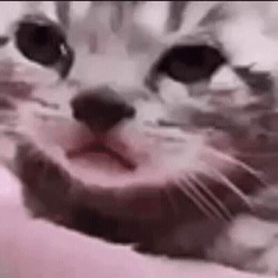 A Close Up Of A Cat 'S Face Laying On A Bed . GIF