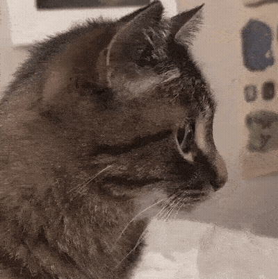 A Close Up Of A Cat 'S Face Looking At Something . GIF