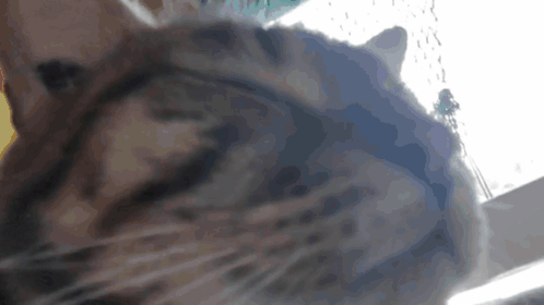 A Close Up Of A Cat 'S Face Looking At The Camera GIF