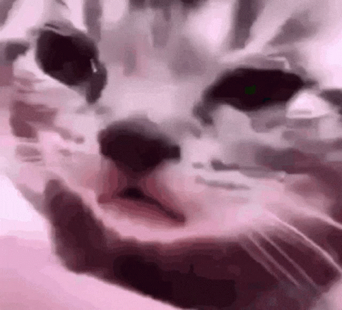 Close Up Of Cat's Face Looking At Camera GIF