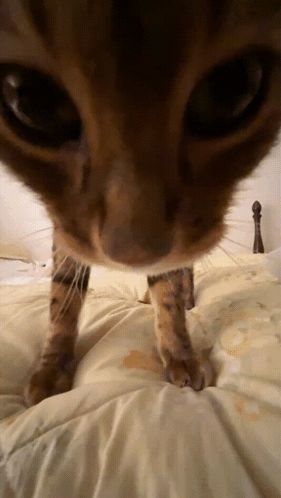 A Close Up Of A Cat 'S Face Looking At The Camera GIF