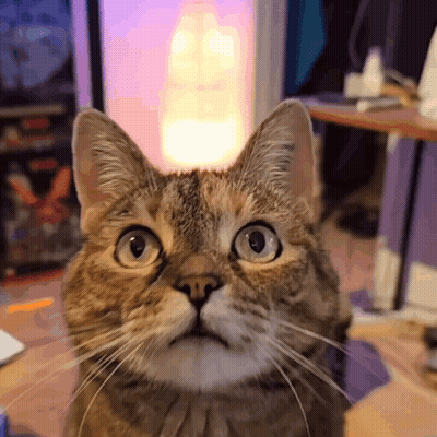 A Close Up Of A Cat 'S Face Looking At The Camera GIF