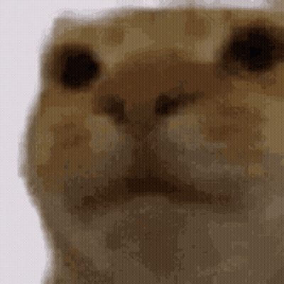 A Close Up Of A Cat 'S Face Looking At The Camera . GIF
