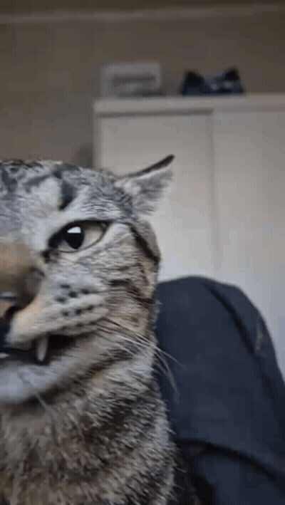 A Close Up Of A Cat 'S Face Looking At The Camera GIF