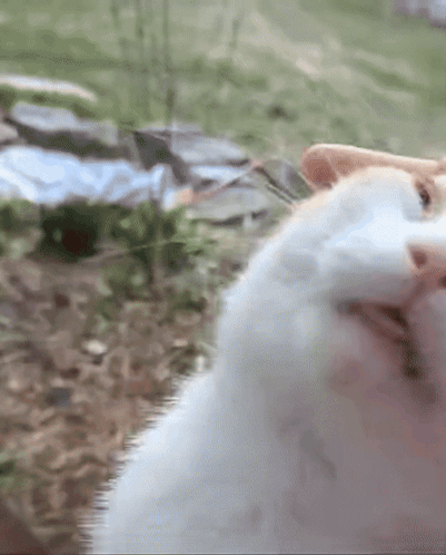 A Close Up Of A Cat 'S Face Looking At The Camera GIF