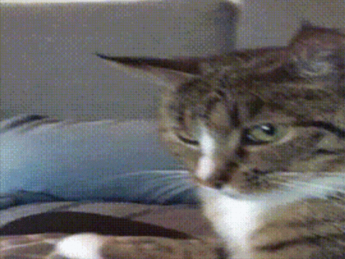 A Close Up Of A Cat 'S Face Looking At The Camera GIF