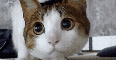A Close Up Of A Cat 'S Face Looking At The Camera . GIF