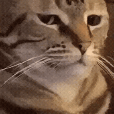 A Close Up Of A Cat 'S Face Looking At The Camera GIF