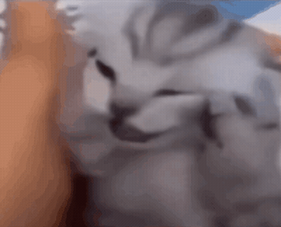 A Close Up Of A Cat 'S Face Looking At The Camera GIF