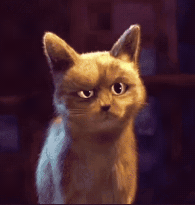 A Close Up Of A Cat 'S Face Looking At The Camera GIF