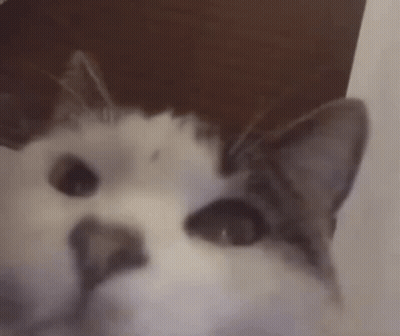 A Close Up Of A Cat 'S Face Looking At The Camera With A Blurred Background . GIF
