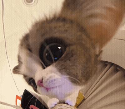 A Close Up Of A Cat 'S Face Looking At The Camera With A Blurred Background GIF