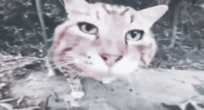 A Close Up Of A Cat 'S Face Looking At The Camera With A Blurry Background . GIF