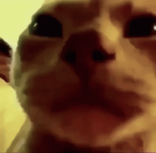 A Close Up Of A Cat 'S Face Looking At The Camera With A Blurry Background . GIF