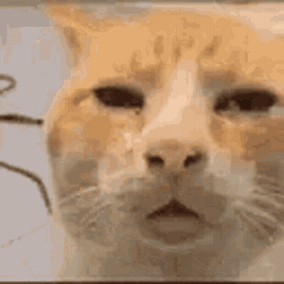 A Close Up Of A Cat 'S Face Looking At The Camera With A Sad Look On Its Face . GIF