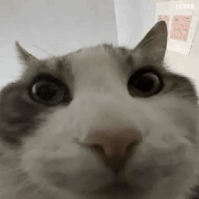 A Close Up Of A Cat 'S Face Looking At The Camera With A Serious Look On Its Face . GIF