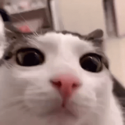 A Close Up Of A Cat 'S Face Looking At The Camera With A Surprised Look On Its Face . GIF