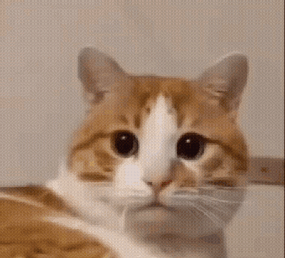A Close Up Of A Cat 'S Face Looking At The Camera With A Surprised Look On Its Face . GIF
