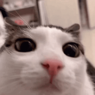 A Close Up Of A Cat 'S Face Looking At The Camera With A Surprised Look On Its Face . GIF