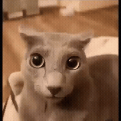 A Close Up Of A Cat 'S Face Looking At The Camera With Big Eyes . GIF