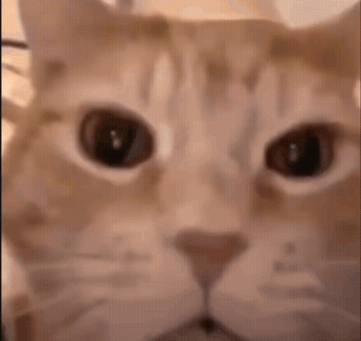 A Close Up Of A Cat 'S Face Looking At The Camera With Big Eyes . GIF