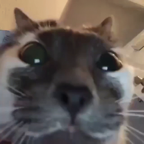 A Close Up Of A Cat 'S Face Looking At The Camera With Green Eyes . GIF