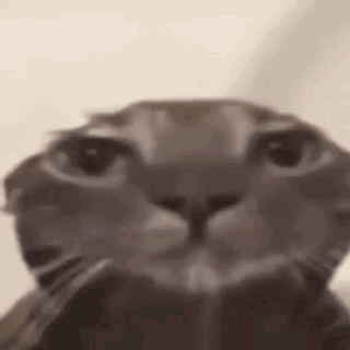 A Close Up Of A Cat 'S Face Looking At The Camera With Its Mouth Open . GIF
