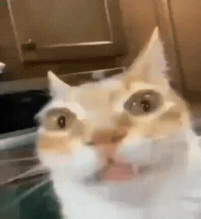 A Close Up Of A Cat 'S Face Looking At The Camera With Its Mouth Open . GIF
