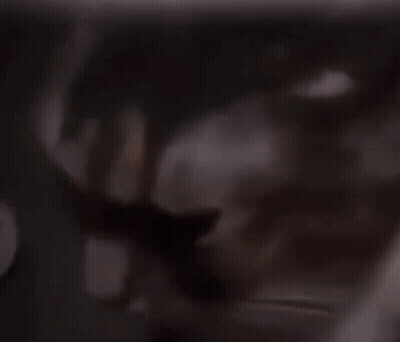 A Close Up Of A Cat 'S Face Looking At The Camera GIF